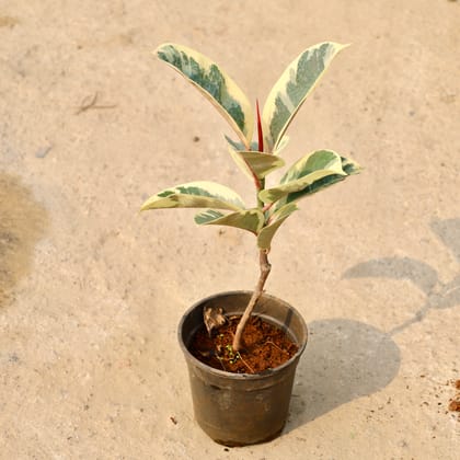 Buy Rubber Vareigated in 6 Inch Nursery Pot Online | Urvann.com