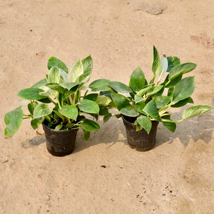 Buy Set of 2 - Philodendron Birkin in 6 Inch Nursery Pot Online | Urvann.com