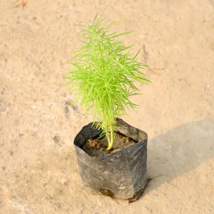 Buy Kochia in 4 Inch Nursery Bag Online | Urvann.com