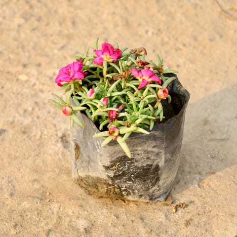 Potulaca Moss Rose(Any Colour) in 4 Inch Nursery Bag