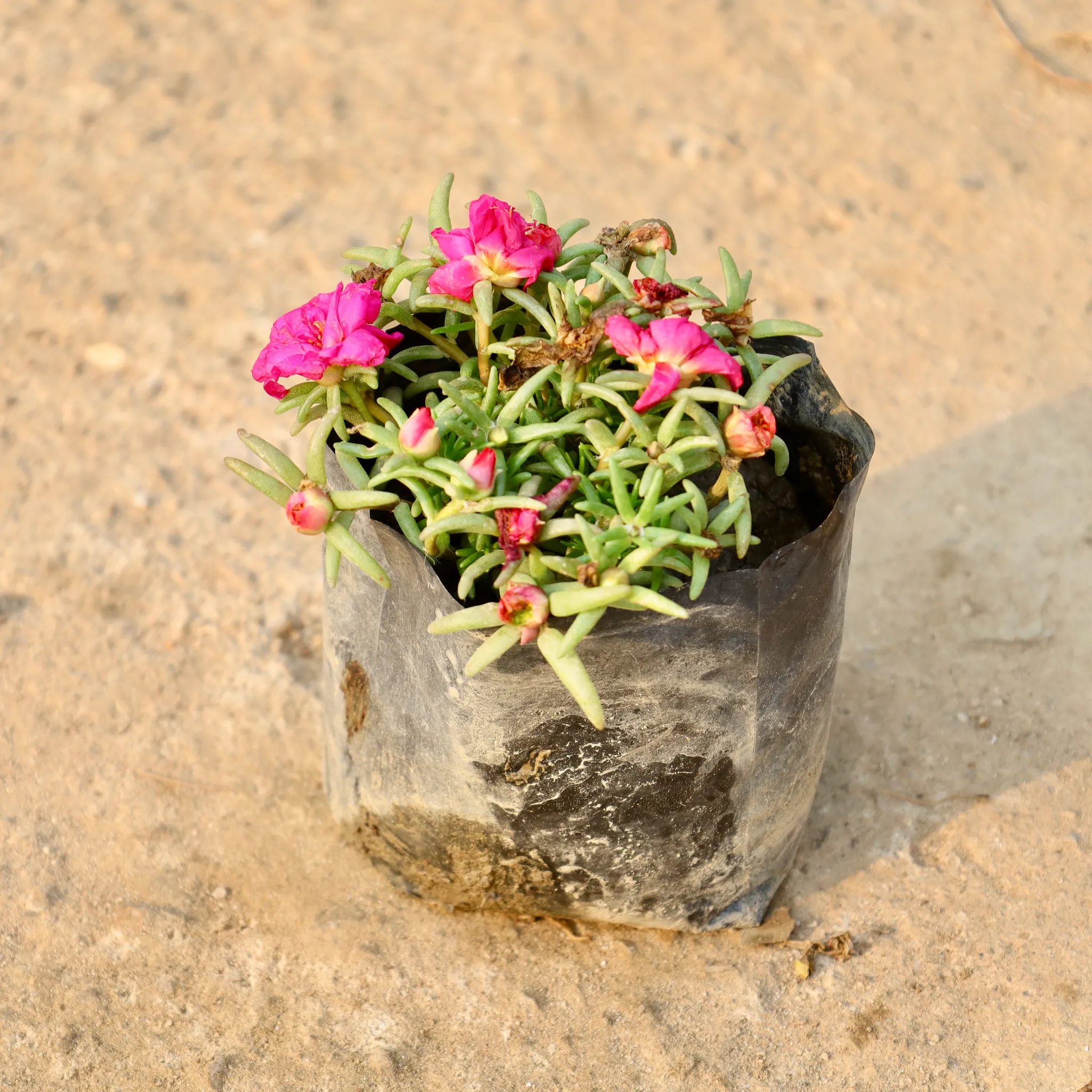 Potulaca Moss Rose(Any Colour) in 4 Inch Nursery Bag