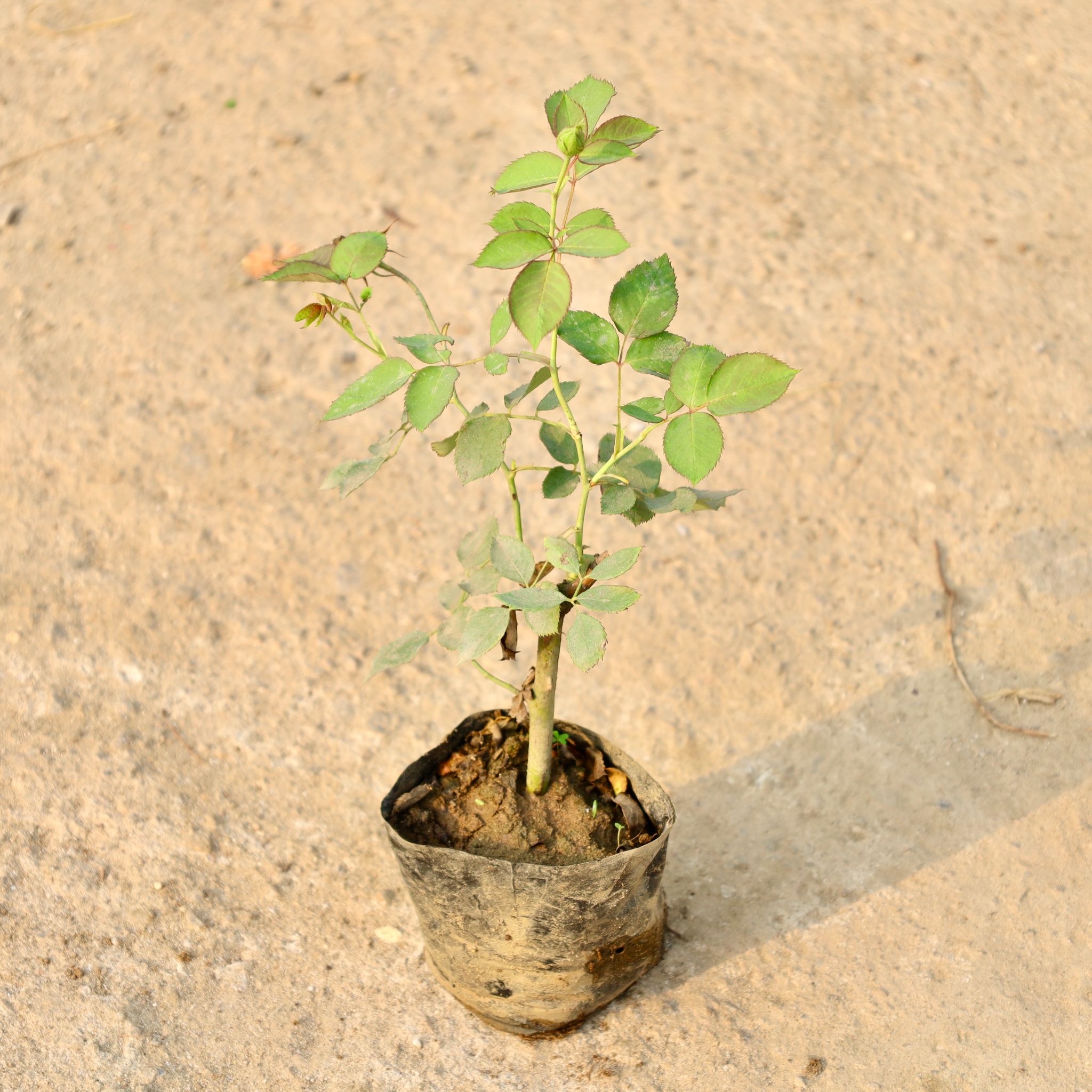 Desi Rose (Any Colour) in 4 Inch Nursery Bag