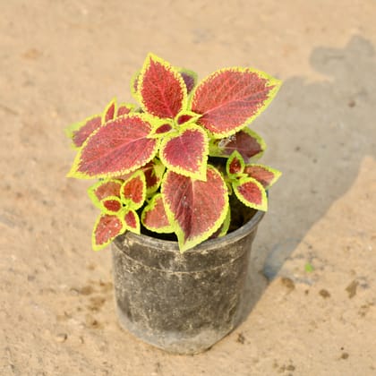 Buy Coleus (Any Colour) in 5 Inch Nursery Pot Online | Urvann.com