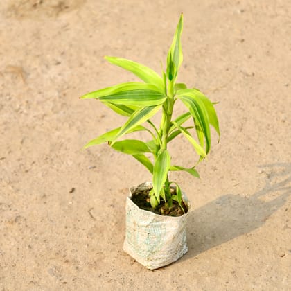 Buy Lucky Bamboo in 4 Inch Nursery Bag Online | Urvann.com