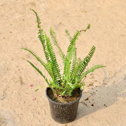 Buy Fern Green in 6 Inch Nursery Pot Online | Urvann.com