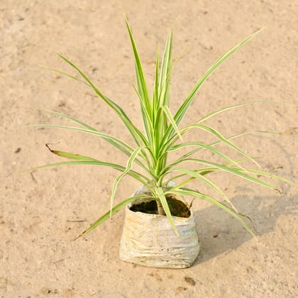 Buy Dracaena Chloroma in 4 Inch Nursery Bag Online | Urvann.com