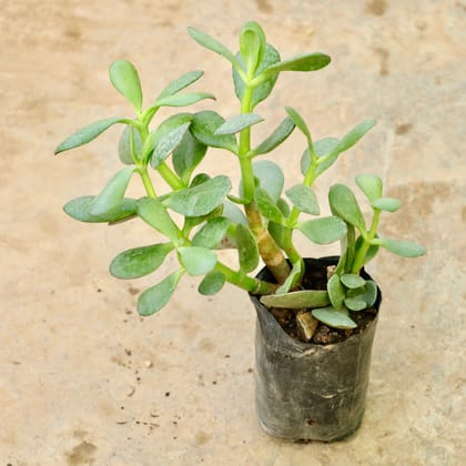 Buy Crassula Jade in 5 Inch Nursery Bag Online | Urvann.com