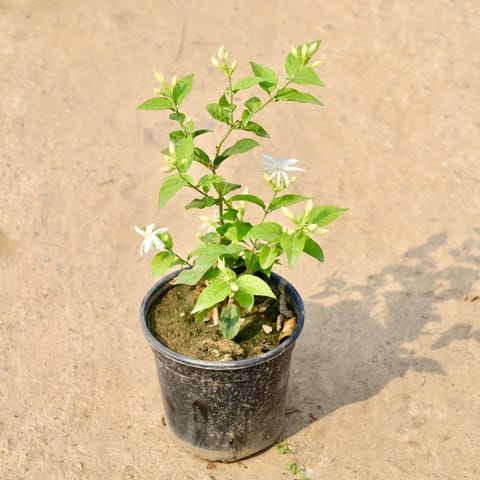 Motia / Jasmine (Any Colour) in 6 Inch Nursery Pot