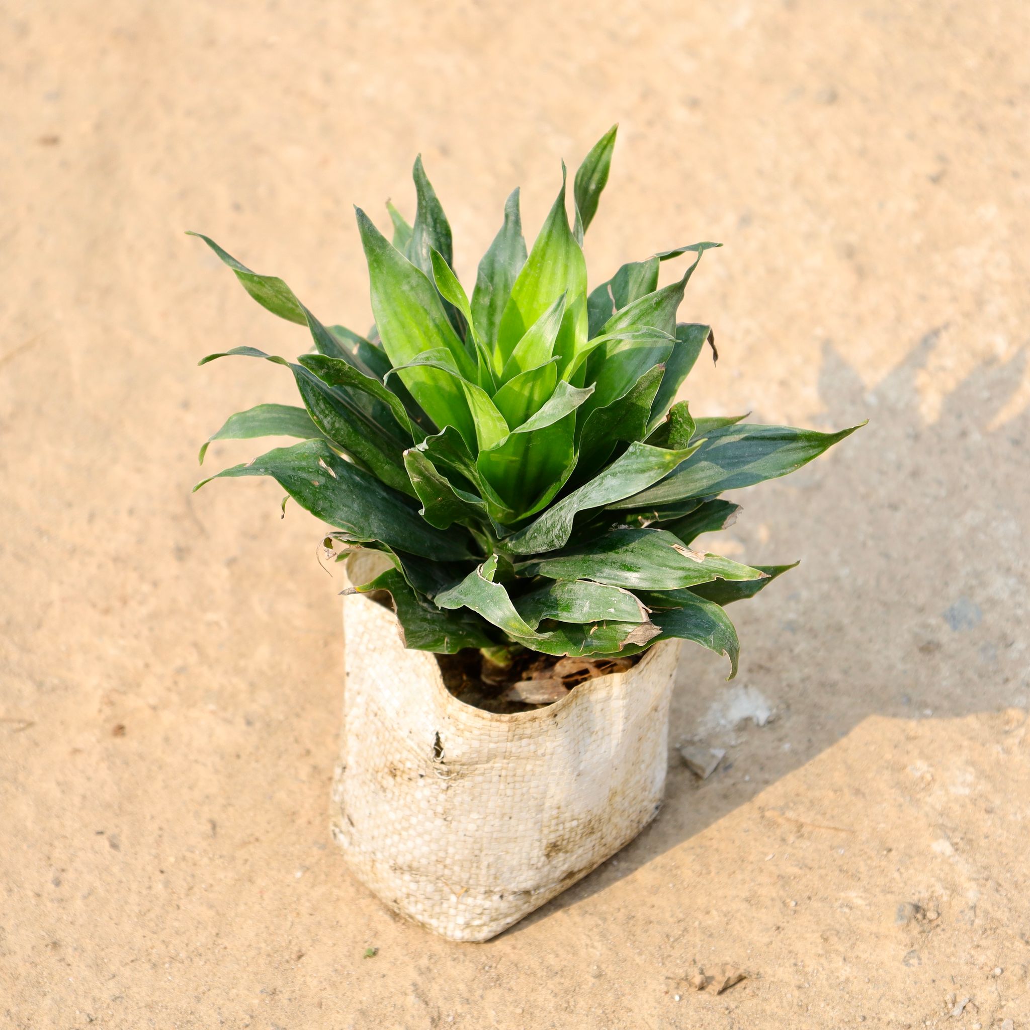 Dracaena Compacta in 4 Inch Nursery Bag