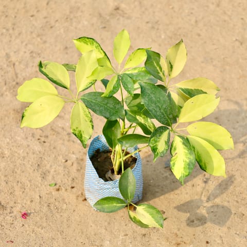 Schefflera Brassia in 4 Inch Nursery Bag