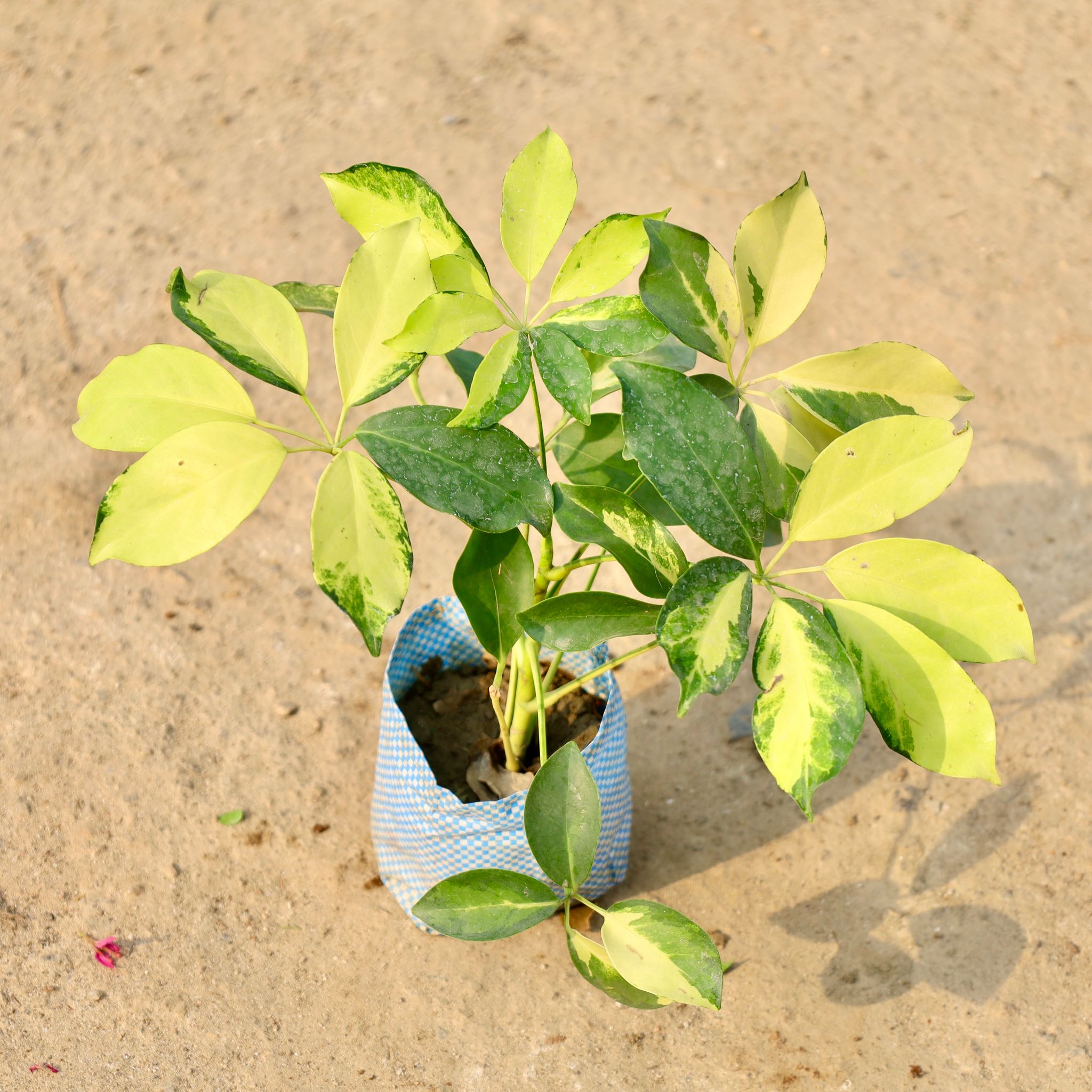 Schefflera Brassia in 4 Inch Nursery Bag