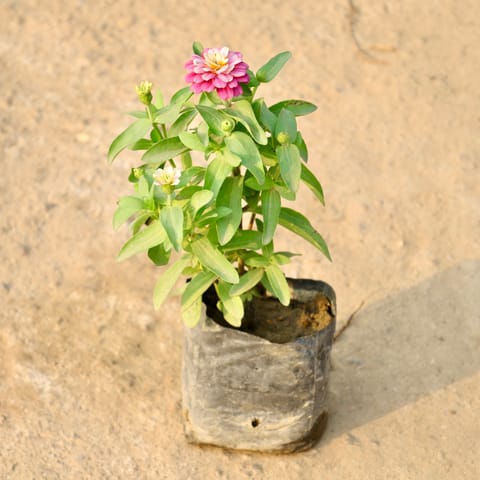 Zinnia (Any Colour) in 4 Inch Nursery Bag