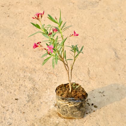 Buy Kaner / Oleander Pink in 8 Inch Nursery Bag Online | Urvann.com