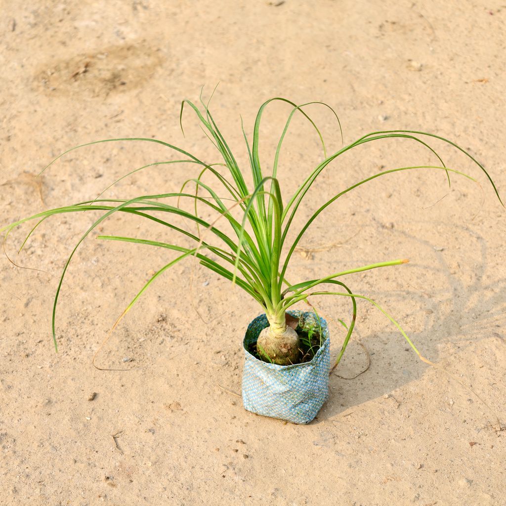 Buy Nolina Palm / Ponytail Palm in 4 Inch Nursery Bag Online | Urvann.com Nolina Palm / Ponytail Palm in 4 Inch Nursery Bag