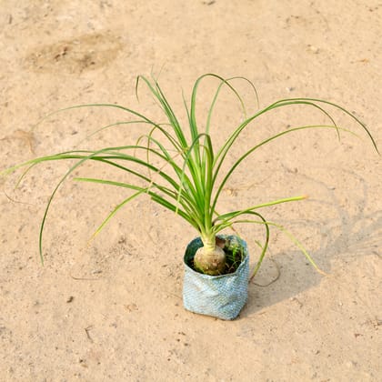 Buy Nolina Palm / Ponytail Palm in 4 Inch Nursery Bag Online | Urvann.com