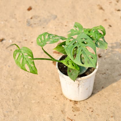 Buy Monstera Broken Heart in 4 Inch Nursery Pot Online | Urvann.com
