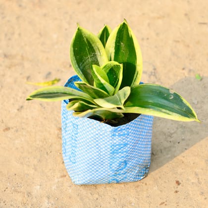 Buy Snake Dwarf in 4 Inch Nursery Bag Online | Urvann.com