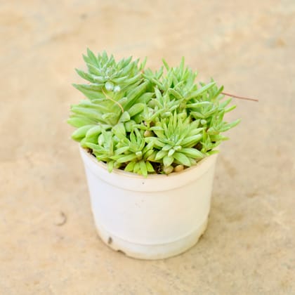 Buy Chick and Hens Succulent in 3 Inch Nursery Pot Online | Urvann.com