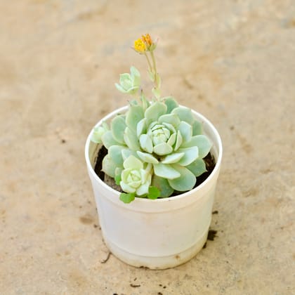 Buy Echeveria Elegans in 3 Inch Nursery Pot Online | Urvann.com