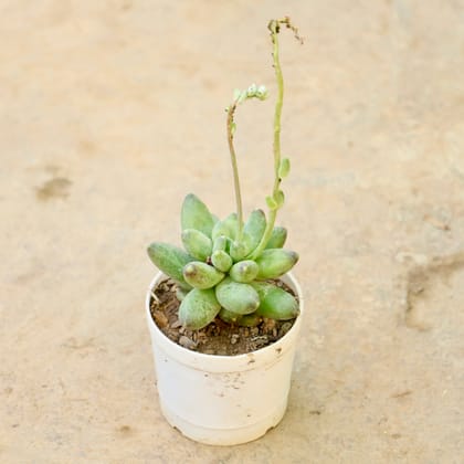 Buy Pachyphytum Succulent in 3 Inch Nursery Pot Online | Urvann.com