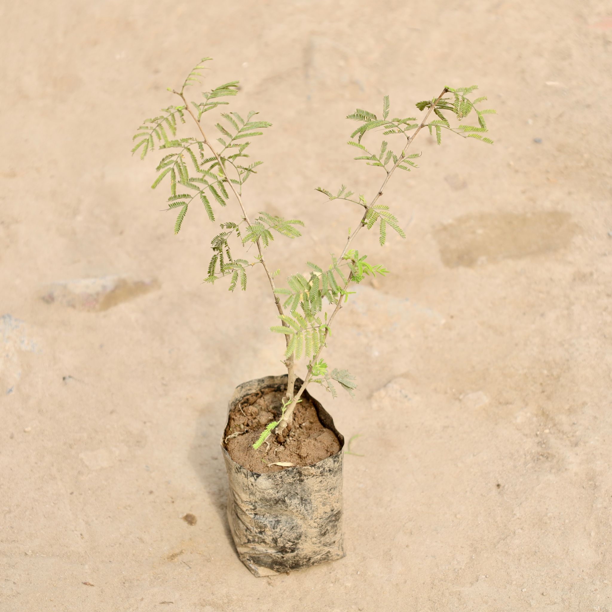 Shami in 4 Inch Nursery Bag