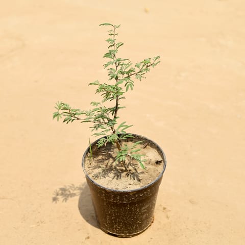 Shami in 4 Inch Nursery Pot