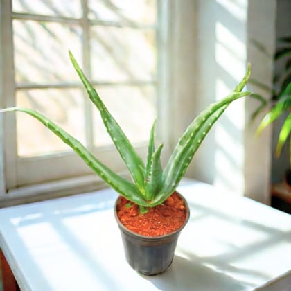 Aloe Vera in 5 Inch Nursery Pot