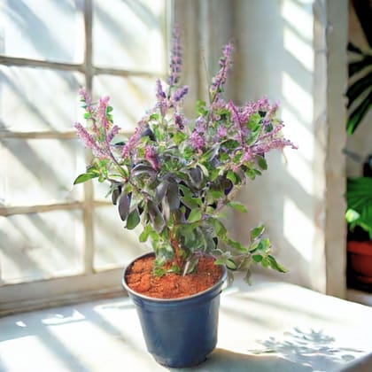 Shyama Tulsi in 4 Inch Nursery Pot