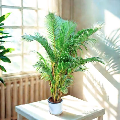 Areca Palm ~ 3 Ft in 10 Inch White Premium Sphere Plastic Pot with Tray - Best Air Purifying Corner Indoor Plant