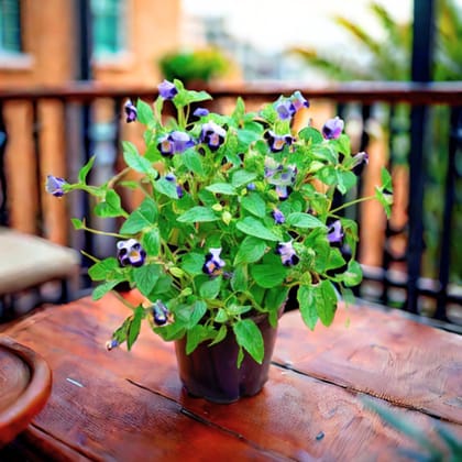Wishbone / Torenia Blue in 4 Inch Nursery Pot