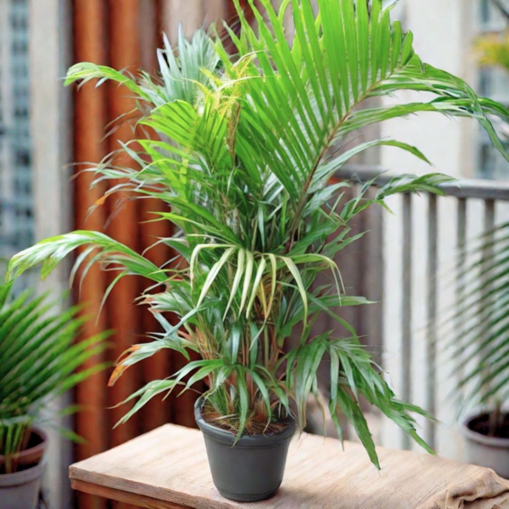 Areca Palm (~ 3 ft) in 10 Inch Nursery Pot
