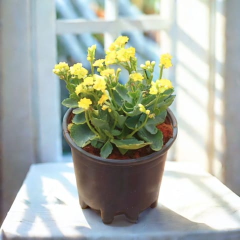 Kalanchoe Yellow Succulent in 4 Inch Nursery Pot