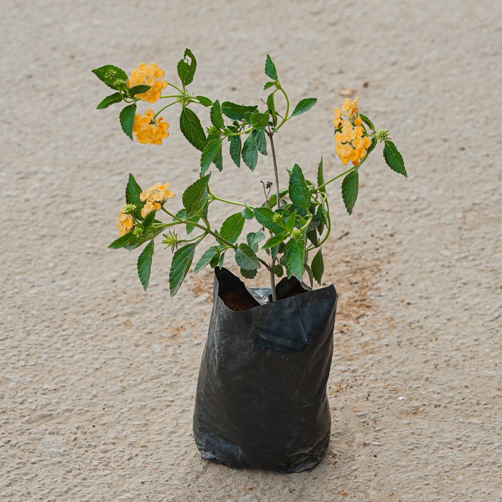 Lantana (Any Colour) in 4 Inch Nursery Bag