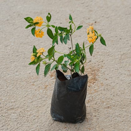 Buy Lantana (Any Colour) in 4 Inch Nursery Bag Online | Urvann.com