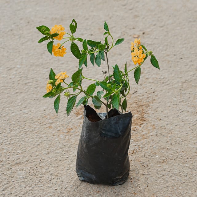Lantana (Any Colour) in 4 Inch Nursery Bag