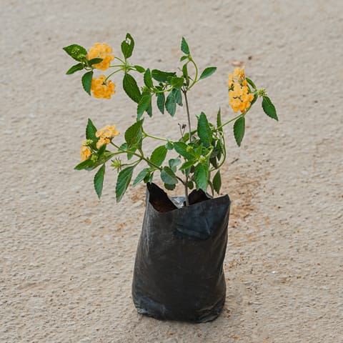 Lantana (Any Colour) in 4 Inch Nursery Bag