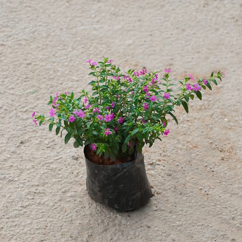 Cuphea / False Heather in 4 Inch Nursery Bag