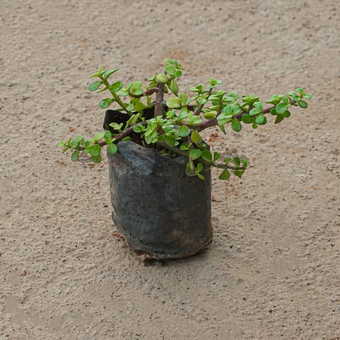 Jade in 4 Inch Nursery Bag