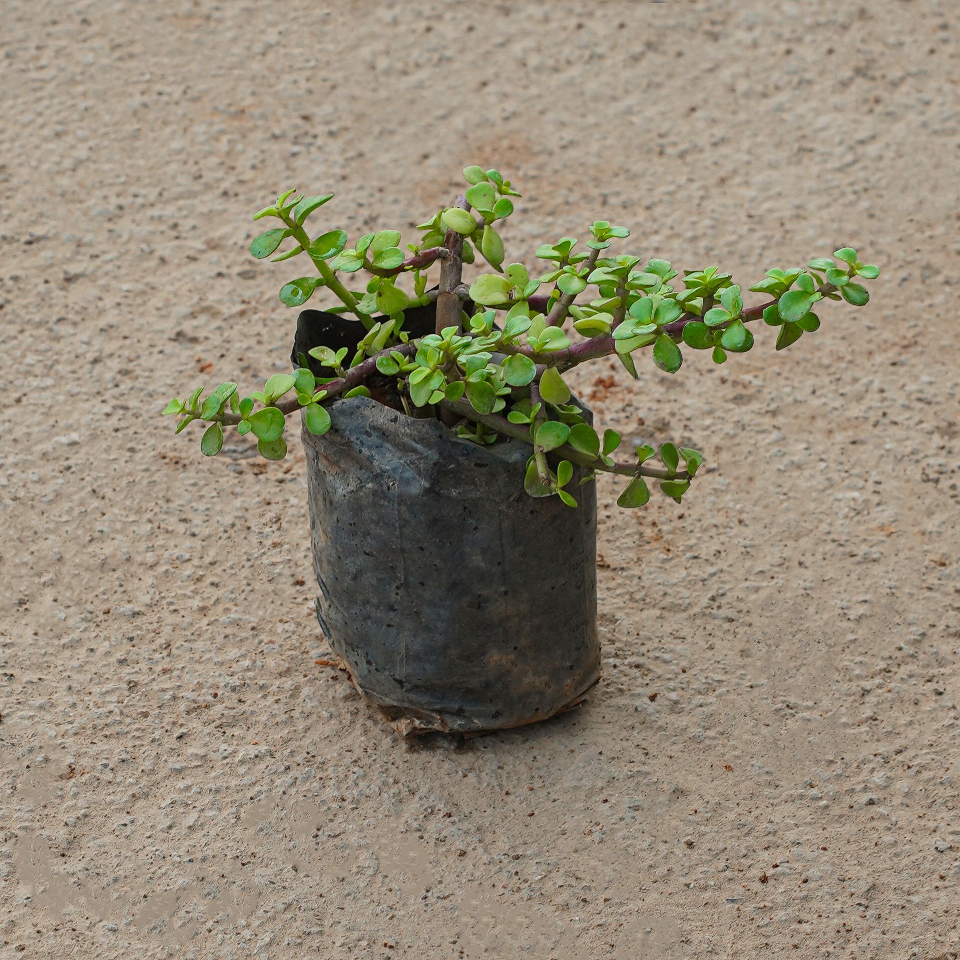 Jade in 4 Inch Nursery Bag