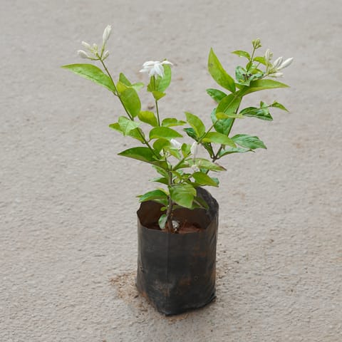 Mogra / Jasmine (Any Colour) in 4 Inch Nursery Bag