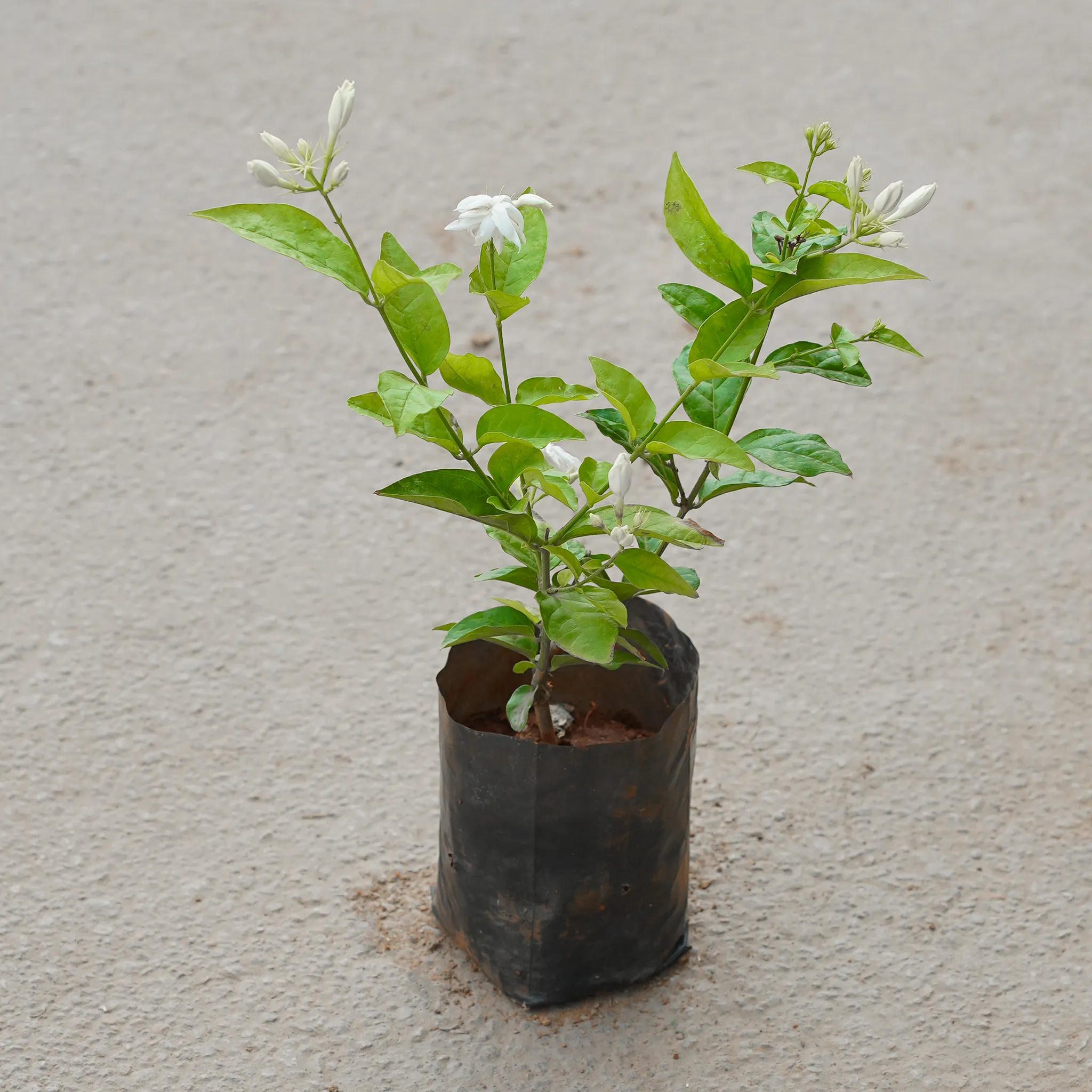 Mogra / Jasmine (Any Colour) in 4 Inch Nursery Bag