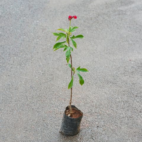 Jatropha / Sunder Rupa in 5 Inch Nursery Bag