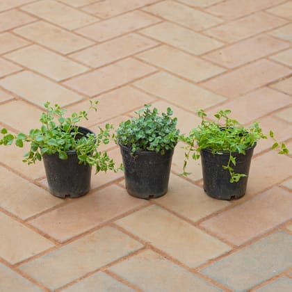 Buy Set of 3 - Turtle Wine, Black Wine & Pilea Depressa in 4 Inch Nursery Pot Online | Urvann.com