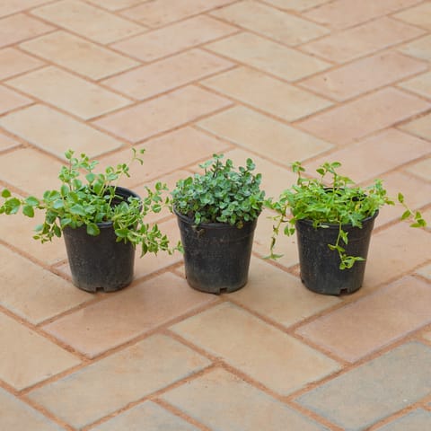 Set of 3 - Turtle Wine, Black Wine & Pilea Depressa in 4 Inch Nursery Pot