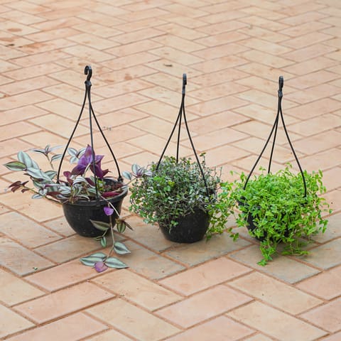 Set of 3 - Turtle Wine, Black Wine & Wandring Jew in 6 Inch Hanging Basket (Any Colour)