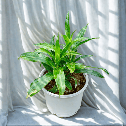 Dracaena Reflexa in 4 Inch Nursery Pot