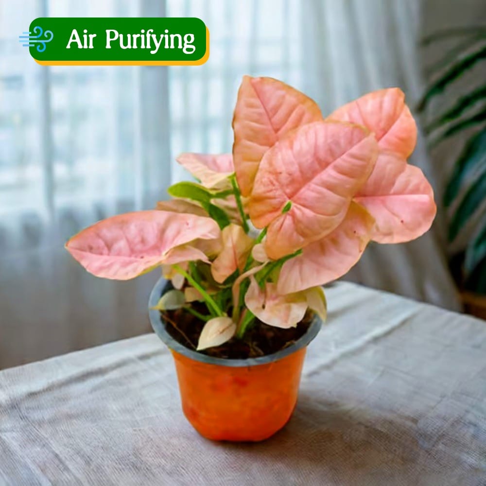 Syngonium Pink in 4 Inch Nursery Pot Syngonium Pink in 4 Inch Nursery Pot