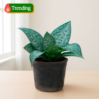 Snake Plant Green in 4 Inch Nursery Pot