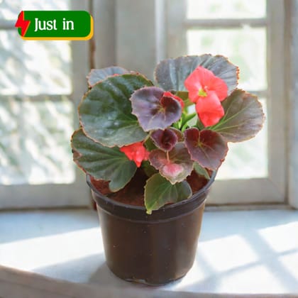 Begonia Red in 4 Inch Nursery Pot