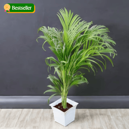 Areca palm (~ 3 Ft) in 8 Inch White Premium Tokyo Square Plastic Pot